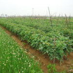 Sustainable agriculture