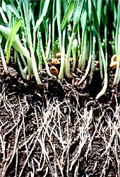wheat roots