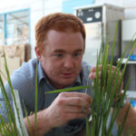 David Gale in the lab at IRRI emasculating flowers