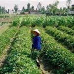 Photo by courtesy of IMD Vietnam