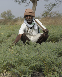 Chickpea farmer