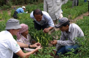 nsw-chiliplantcambodia