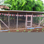 Poultry shelter and newly planted garden