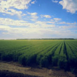 Wheat fields in Obregon, taken by Australian researcher Lee Hickey