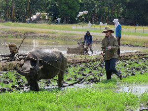 Tilling paddy with carabao