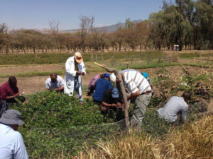 Crossing some lab lab flowers in the field