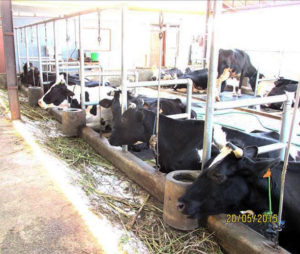 Cows in a tie stall shed