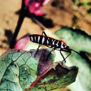 12749814_1694506167474490_1869064349_n