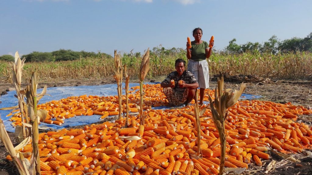 Minimising losses ‘near the farm’ is essential; in parts of the world, nearly 40% of loss occurs at the ‘production’ stage on farm and a further 37% in the handling and storage of produce.