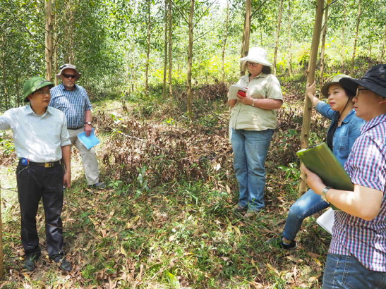 Mr Hoang Minh Chuc, Dr Rod Griffin, Ms Jane Harbard, Dr Nghiem Quynh hi and Dr Do Huu Son inspect a clone trial at Yen The, Bac Giang Province.